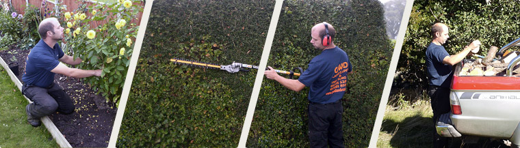 Tree surgeon in cheshire, north wales and the wirral