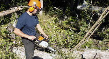  tree surgery